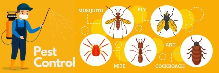 Beetle Group India